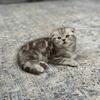 Scottish fold kittens