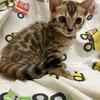 Bengal kittens (several colors available)