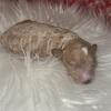 AKC Peach Female Toy Poodle