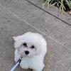 Male Maltese for rehoming