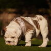 English Bulldog Puppies 