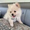 Pom Puppies Male and Female 3-Months Old
