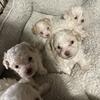 Christmas Puppies ready now Small Maltipoo 