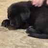Puppies for sale 