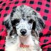 AKC Blue Merle Standard Parti Poodle Bijou