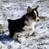 Mini Australian Shepherd/ Corgi Puppies