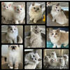 Ragdoll Kittens Tica registered