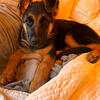 Female German Shepard puppy