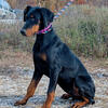 $500 Doberman Female KENTUCKY