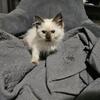 KittyCatKat Polly Pockets Daughter Balinese Seal Point