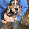 AKC Beagle pups 