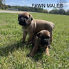 Dual Registered Cane Corso Puppies