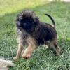 AKC Brussels Griffons