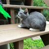 Bobtail for adoption