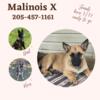 Malinois X Pups