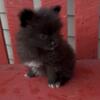 AKC teacup female Pomeranian