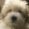 Akc champion bloodlines Coton De Tulear puppies 