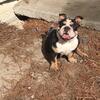 Mini English bulldog (GROWN female 9.5 in tall)