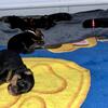Rottweiler Puppies 