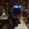 Solid Black Female Persian For Sale