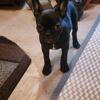 Frug Puppies ( French Bulldog / Pug )