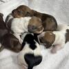 Dachshund Puppies for Sale – Milwaukee Area
