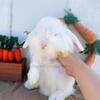 Sweetest Holland Lop Bunnies
