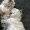 Himalayan kittens READY for their FUREVER HOME