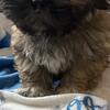 Shih Tzu- male READY TO GO!