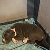 Perfect puppie