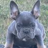 French Bulldogs For sale  