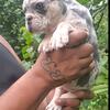 French Bulldog Female Merle  SOLD