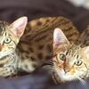 Bonded Pair- Savannah 