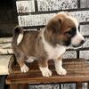 Corgi Mixed Puppies For Sale