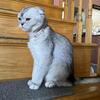 Scottish fold 