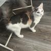 Two sweet calicos looking for new homes