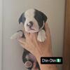 Chin-Chin (Designer Borg-i’s! 50% Corgi 50% Boston Terrier) SOLD
