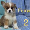 AKC Welch, Pembroke, corgis puppies