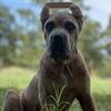 Cane Corso pups! AKC