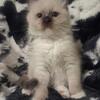 Ragdoll  Kittens