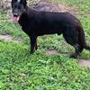 All-black AKC-registered German Shepherd available for stud