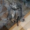 "Tori" American bobtail kitten for sale