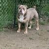 Olde English Bulldogge ( stud only)