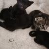 Melanistic f3 savannah kittens 