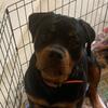 Rottweiler puppies in CT 2 LEFT