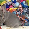 French bulldogs  ready Jan. 12th 