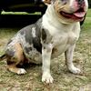 Female Merle American Bully Pet Home 