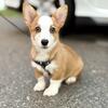 Pembroke Welsh Corgi 