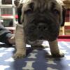 Cane corso puppies 