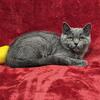 Female British Shorthair Kitten - (Lemon)